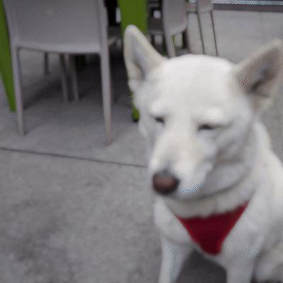 2025_siggraphasia_diffcamera.gif